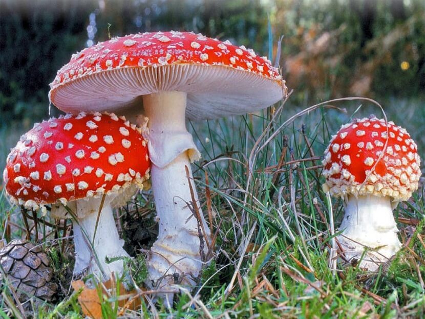 Amanita muscaria