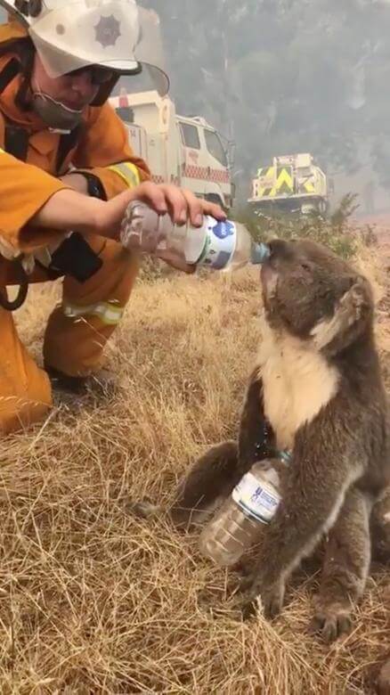 Australia lanza zanahorias del cielo para alimentar a los animales afectados por los incendios 2 koala bombero
