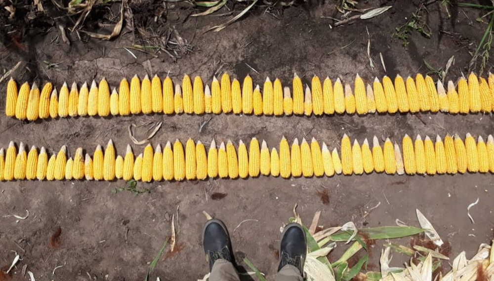 Impactantes cambios en el tamaño de la espiga cuando falla la siembra 1 Espigas de maíz