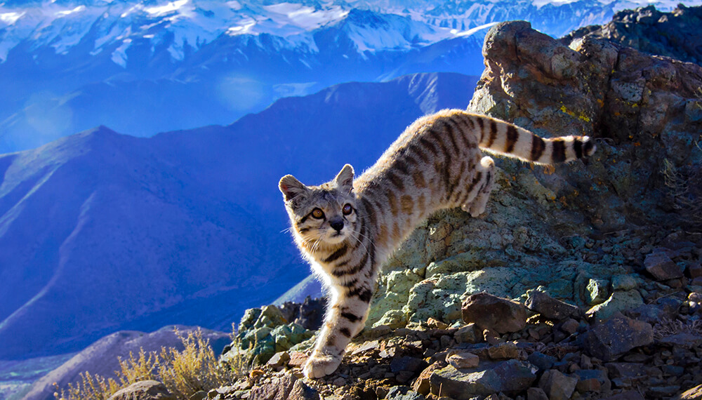 Un gato andino reapareció en Mendoza: es el felino más amenazado del continente 1 gato andino reserva villavicencio