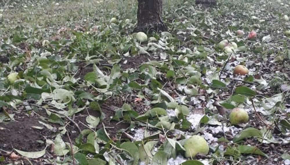 Clima: daños por granizo en Villa Regina, Río Negro
