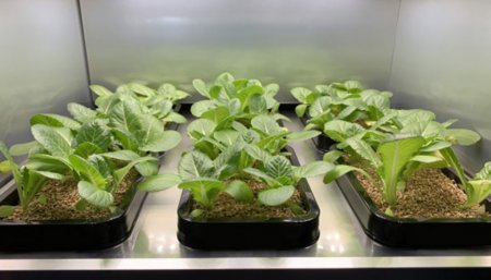 invernadero plantas