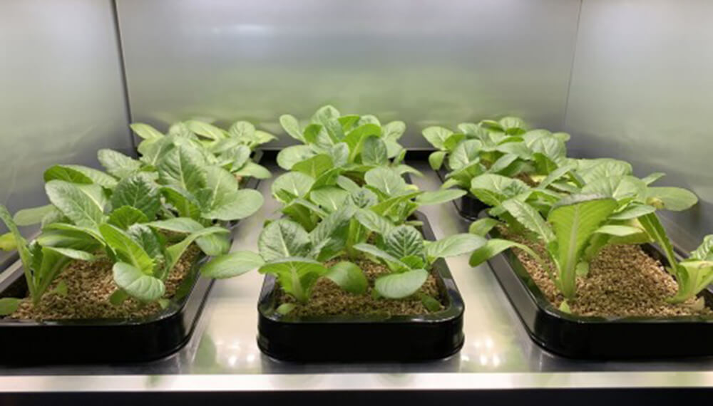 invernadero plantas