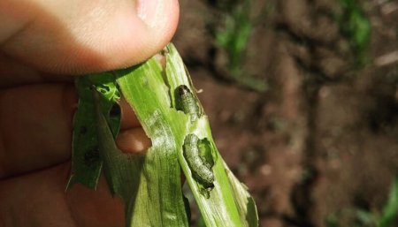 Ataques de gusano cogollero en maíz