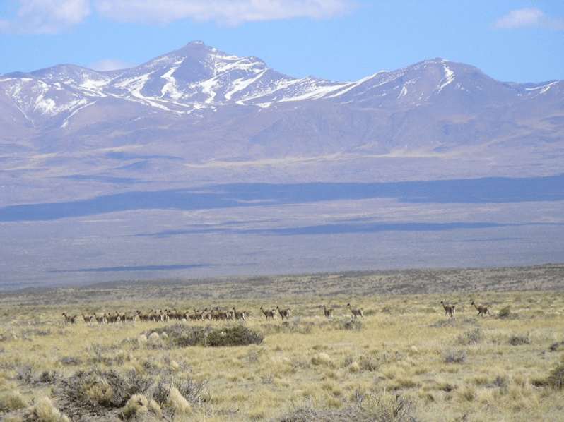 guanacos 