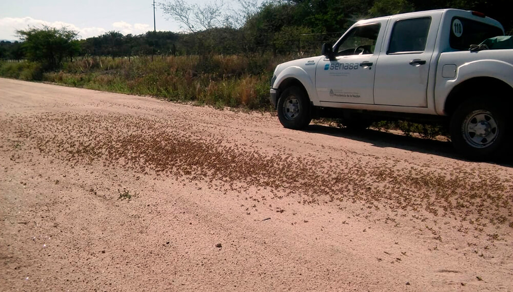 Langostas en Córdoba: el Senasa constató al menos 25 focos de ninfas 1 Langostas cordoba