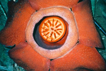 centro de flor Rafflesia olor a carne podrida
