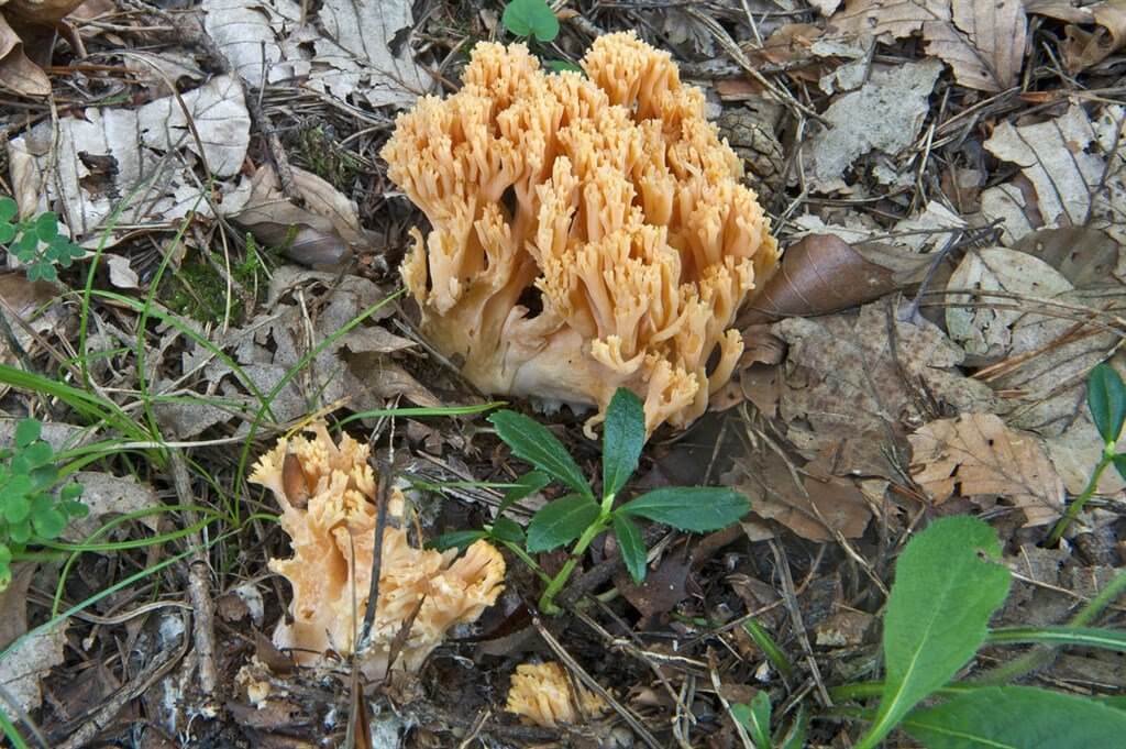 Las claves del Amanita phalloides, el "hongo de la muerte" que consumió el turista en Córdoba 3 Ramaria flavo-brunnescens