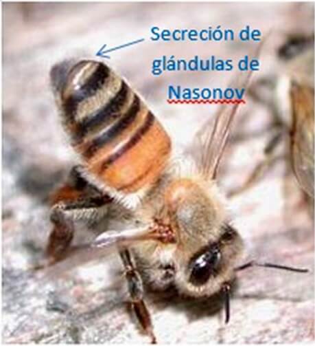 Llegó un enjambre a mi casa, ¿qué puedo hacer? 1 Abeja INTA