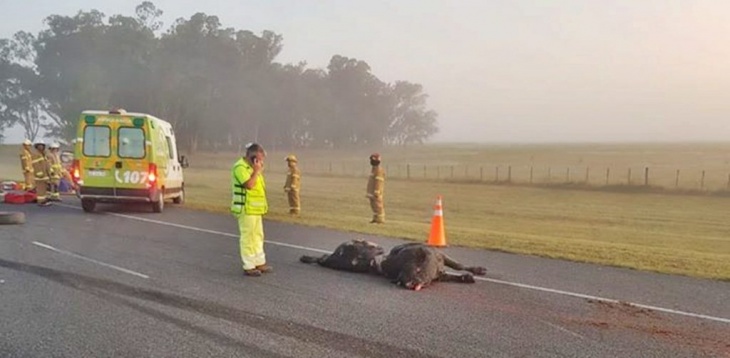 toro muerto en la ruta 2