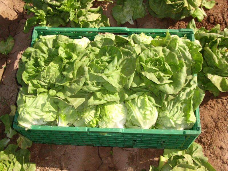 Las claves para reducir pérdidas y conservar la calidad de las hortalizas 1 cajon de lechugas