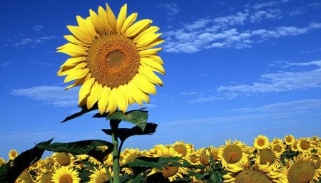 cultivo de girasol