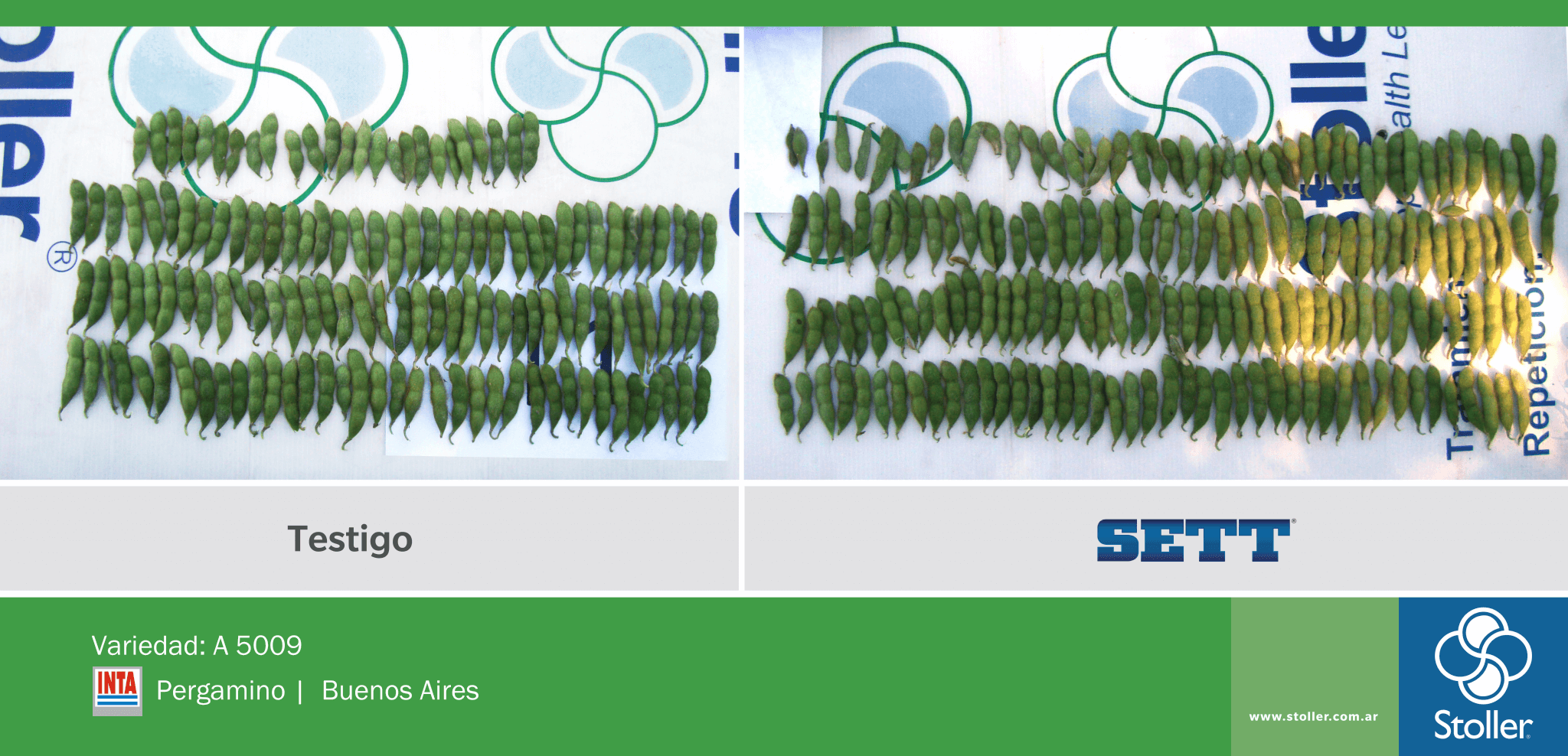 Más granos de soja por metro cuadrado: un fertilizante permite maximizar resultados 1 comparación entre granos de soja por hectarea