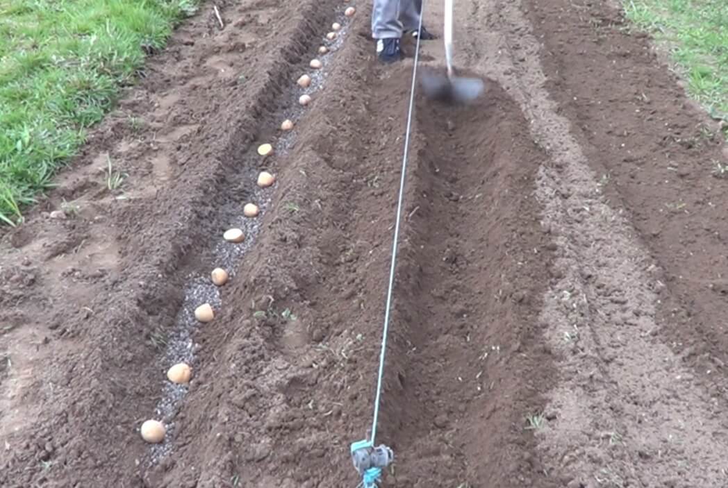 siembra de papa en huerta