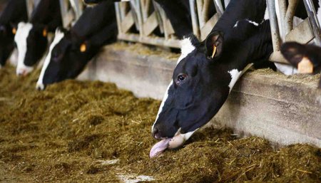 vacas alimentándose de bagazo
