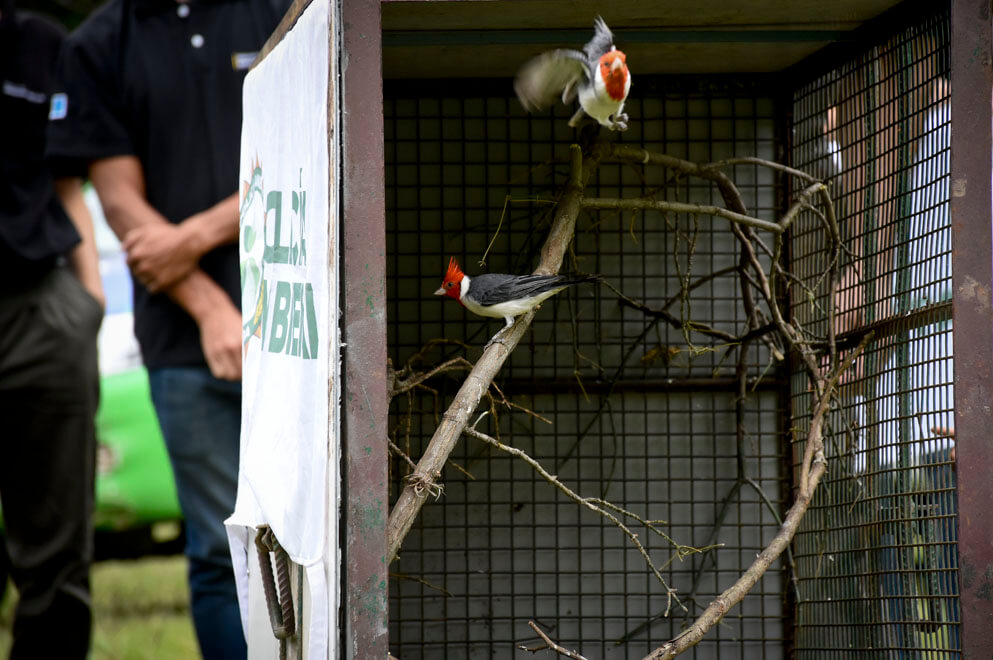 aves liberadas