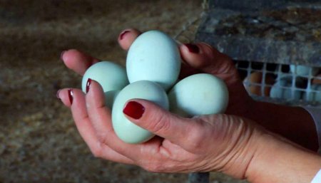 Huevos azules