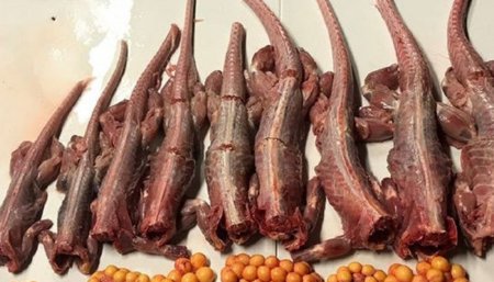 carne de iguana