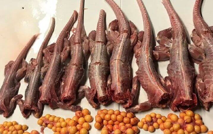 carne de iguana