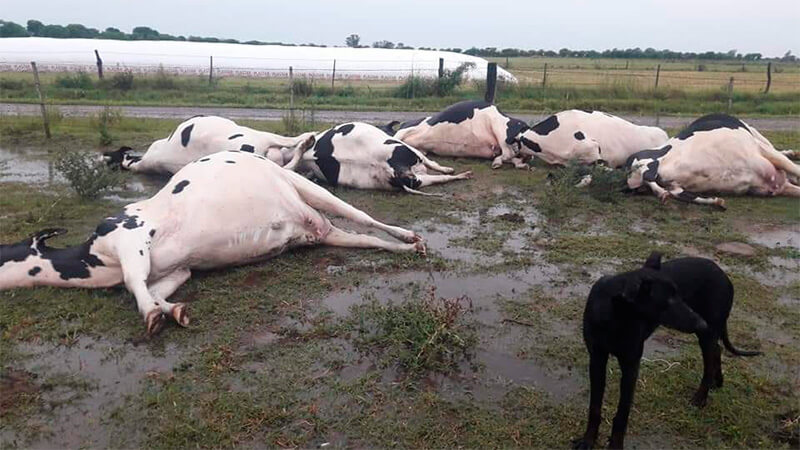 Un rayo mató siete vacas preñadas en Santa Fe 1 clima vacas rayo 2 infocampo