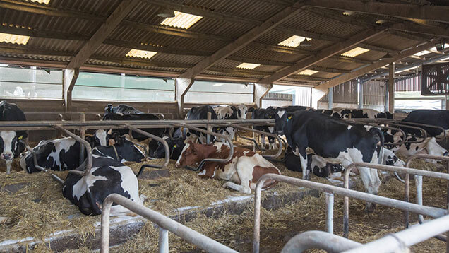 tambo vacas estados unidos