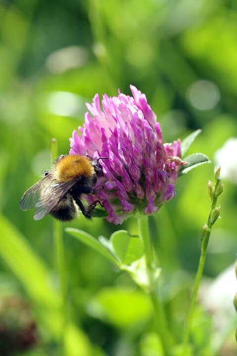 trébol rojo abeja