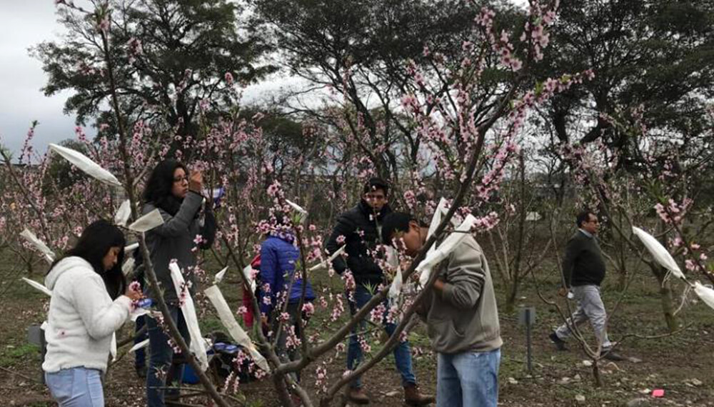 Prueban el desarrollo de híbridos de duraznos y nectarinas en Jujuy 1 Investigadores trabajando con una planta de nectarina