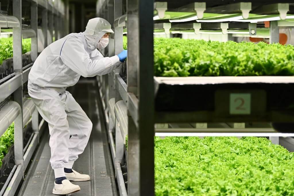 laboratorio lechuga fábrica