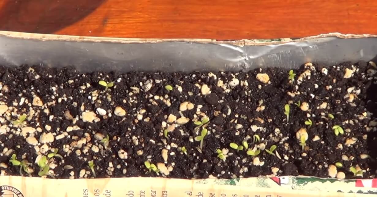Brotes de lechuga