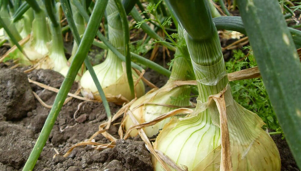 Cómo lograr las cebollas más grandes y de mejor calidad en tu huerta 1 cebollas en el suelo