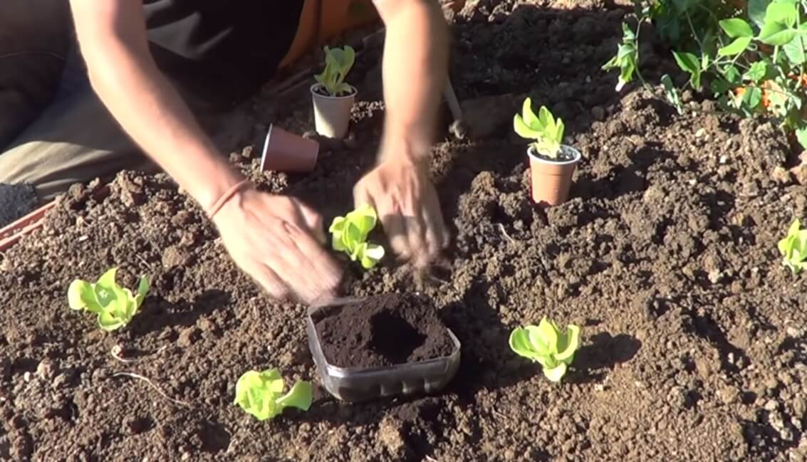 Lechuga en huertas