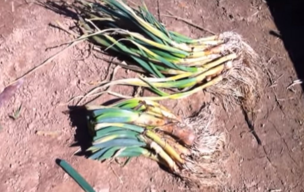 corte de plantines