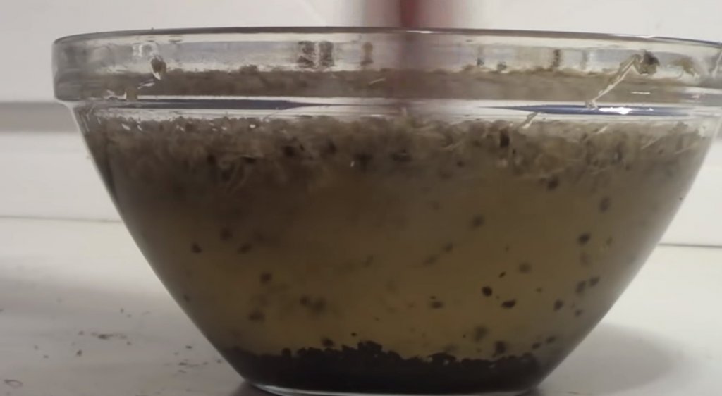 semillas en agua