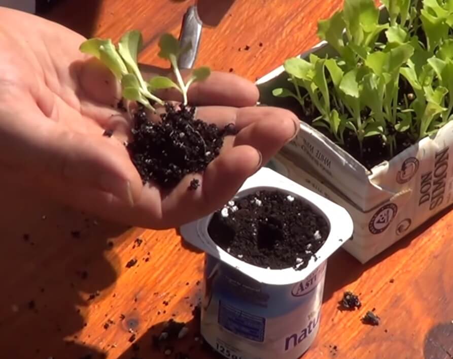 Trasplante de lechuga