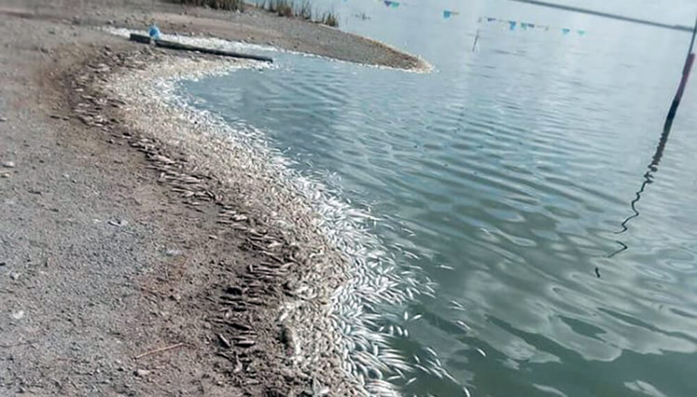 laguna peces muertos