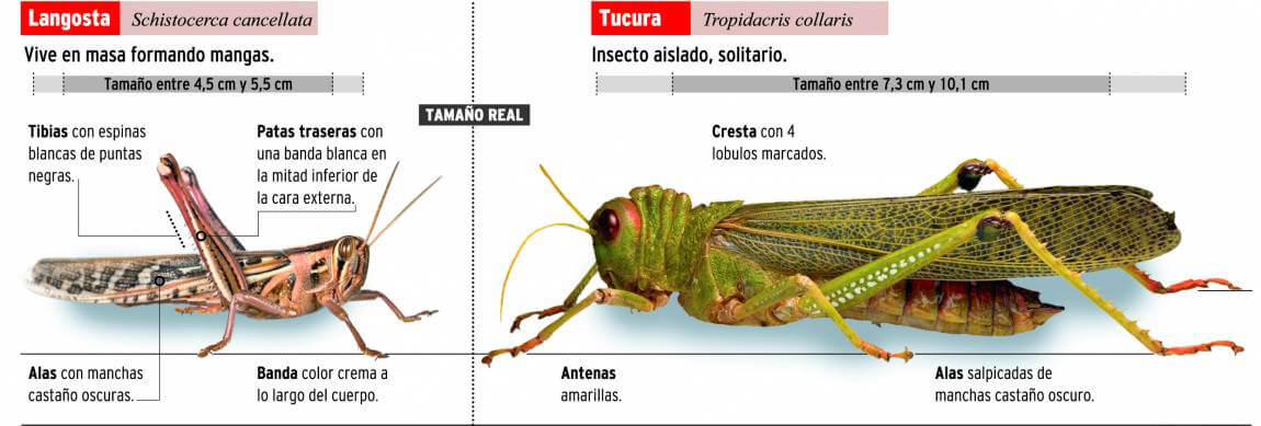 tucura vs langosta