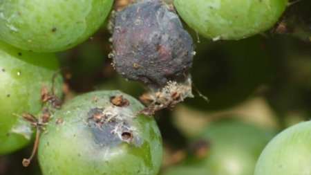 uvas dañadas polilla de la vid