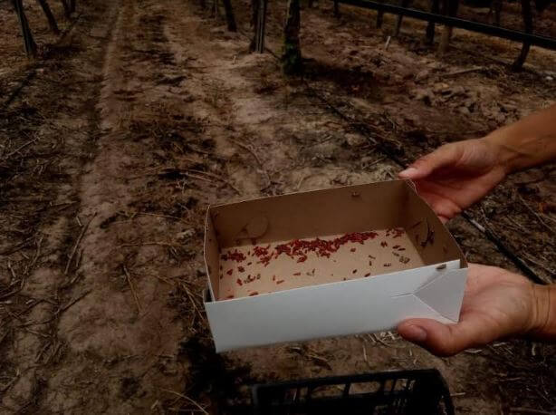 caja Lobesia botrana estériles