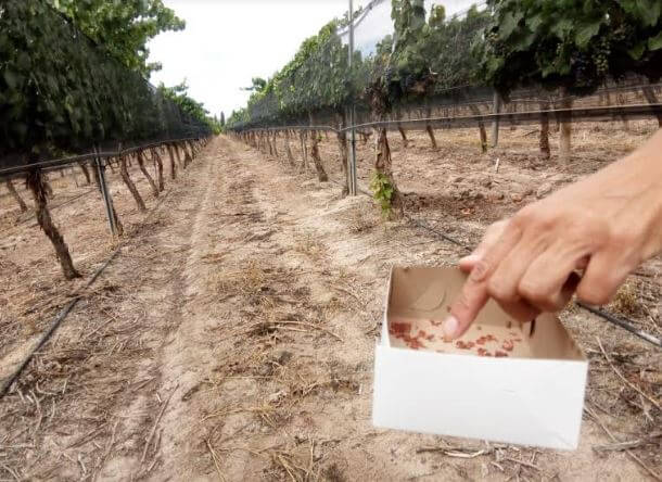 Liberan insectos estériles para controlar plagas en viñedos de Mendoza 2 Lobesia botrana viñedos