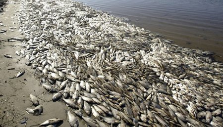 peces muertos