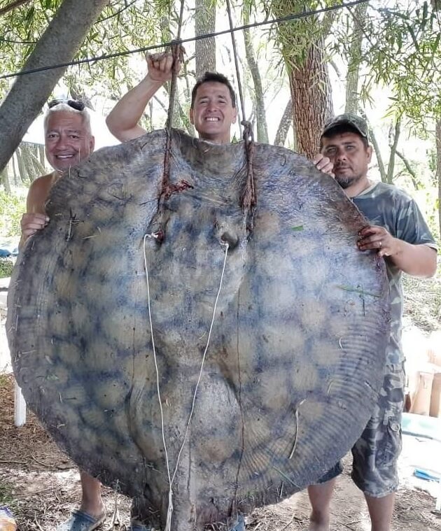Capturaron una raya de 153 kilos en el Río Paraná 1 pescadores con una raya de río