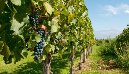 viñedo uvas parra