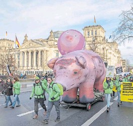 chancho protesta