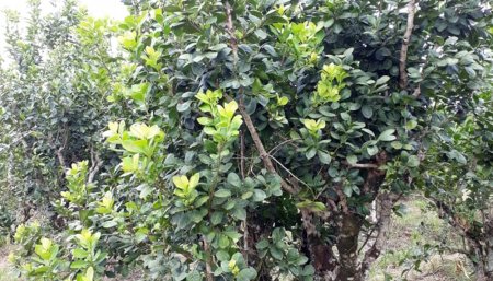yerba mate