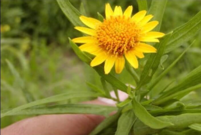 flor sunchillo