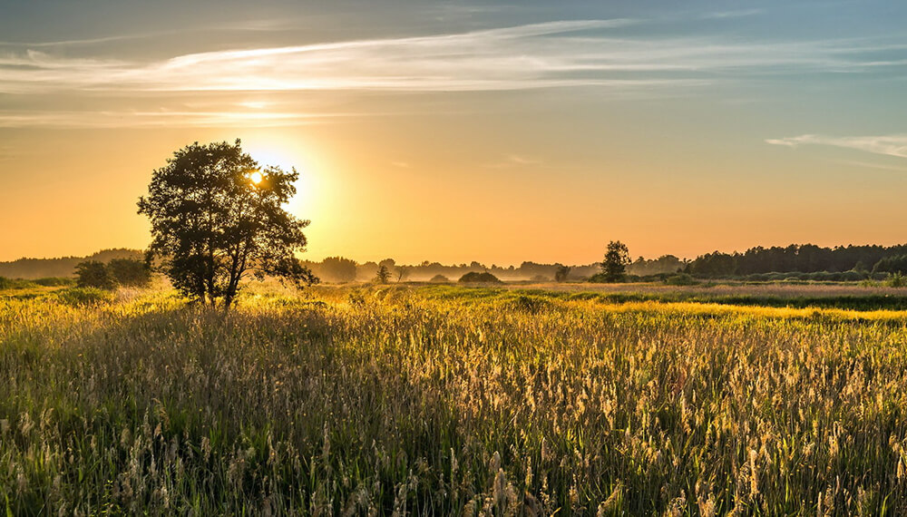 campo atardecer