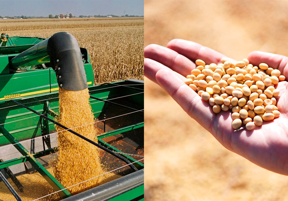 Soja - Maíz: las proyecciones de la Bolsa de Comercio de Rosario