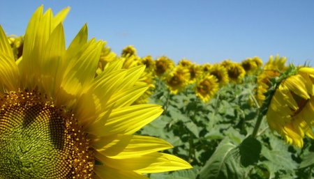 Campo de girasol