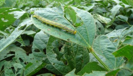 Oruga medidora en hoja de soja