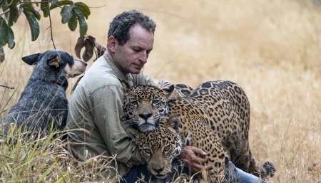 jaguares brasil